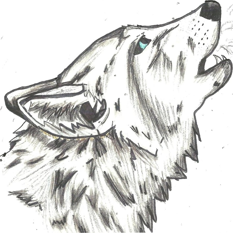 Рисунок волк легкий