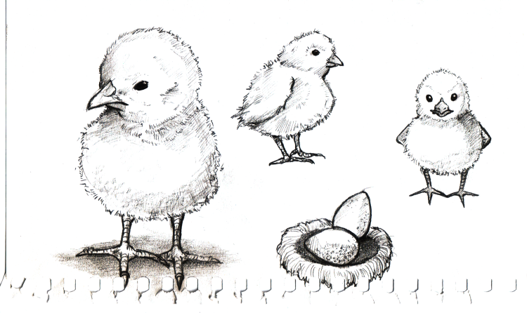 Рисунок цыпленка карандашом
