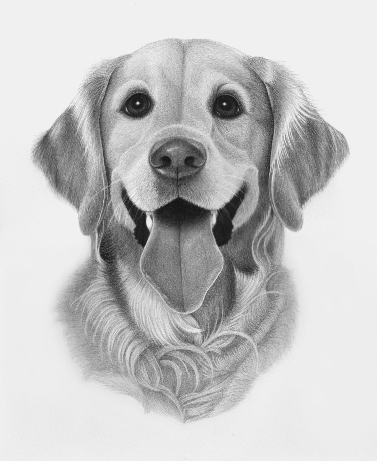 Рисунок карандашом морда собаки