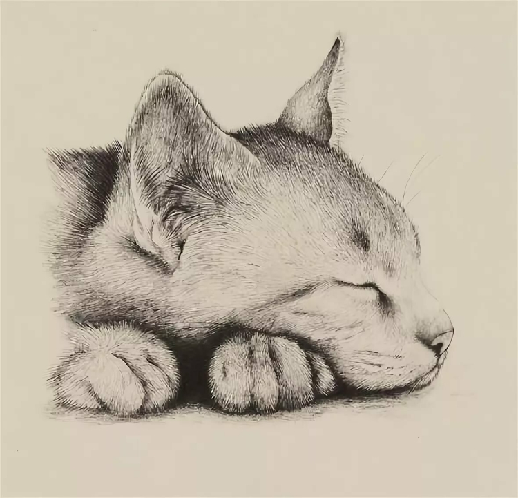 Рисунок кошки карандашом красивый