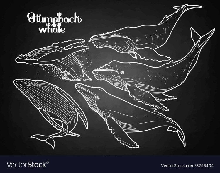 Гренландский кит Графика