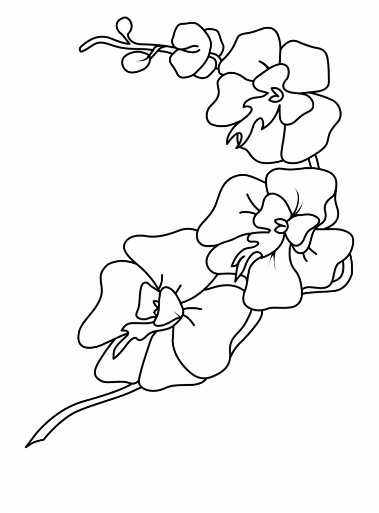 Трафарет орхидеи