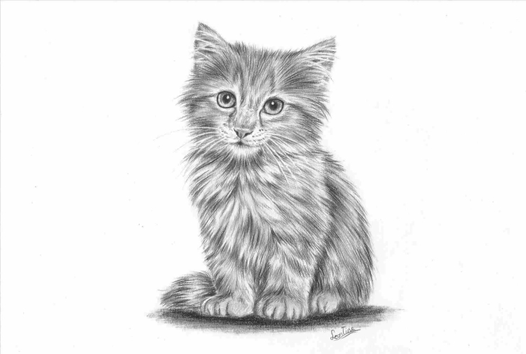 Рисунок сидящий кот карандашом