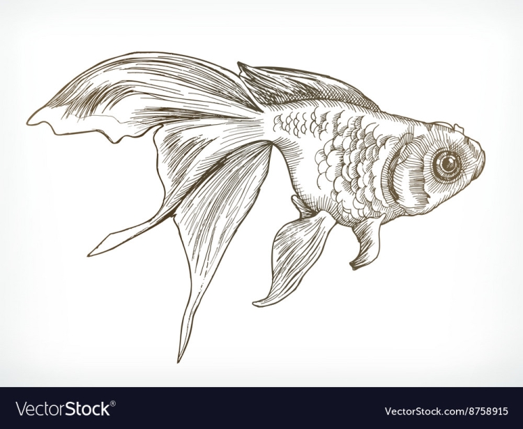Рисунок золотая рыбка карандашом для срисовки