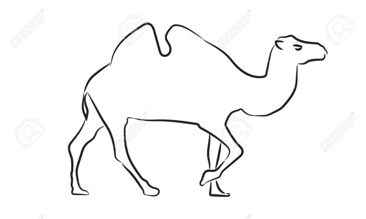 Верблюд рисунок легкий