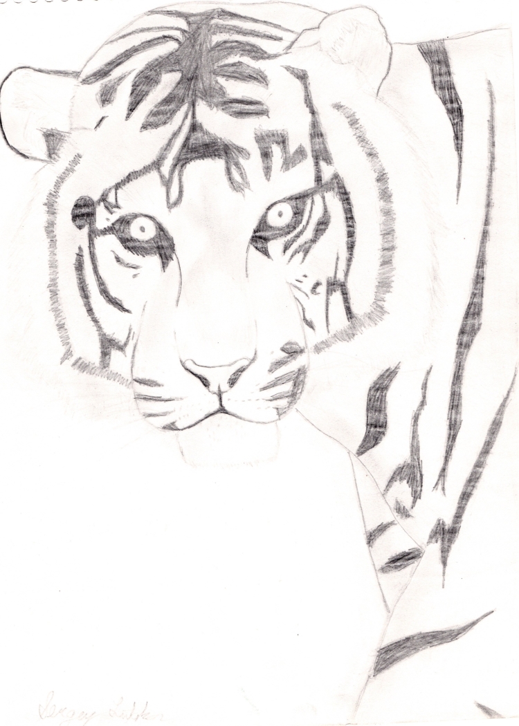 Рисунок амурского тигра легкий