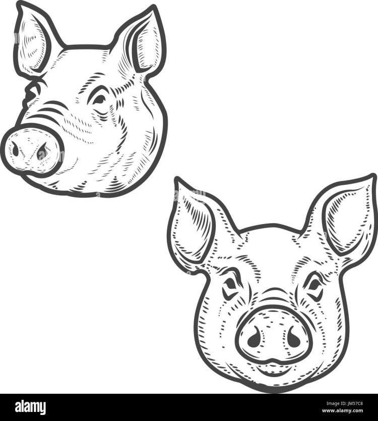 Морда свиньи рисунок карандашом