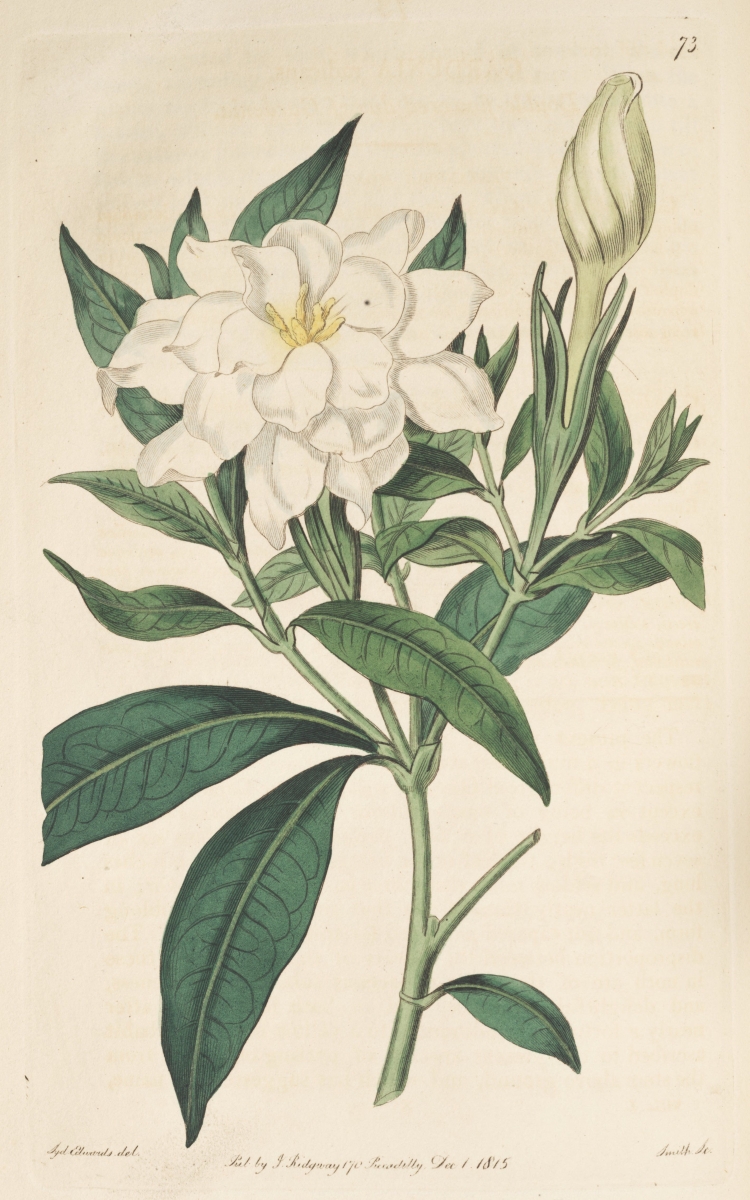 Жасмин цветок gardenia