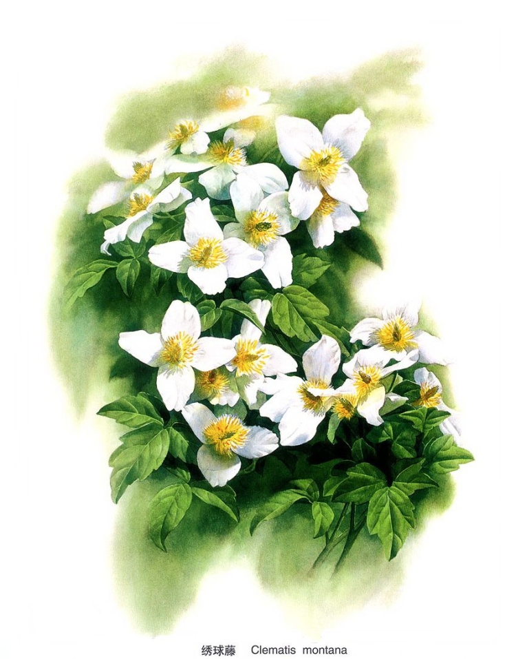 Художник Зенг Ксяо Лянг (Zeng Xiao Lian). Цветы