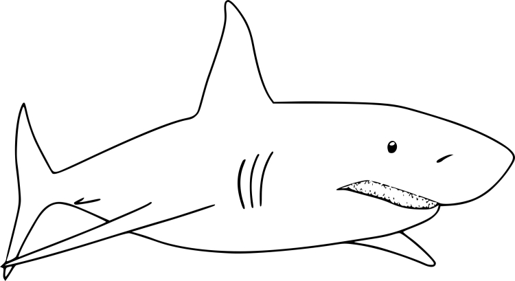 Тигровая акула рисунок