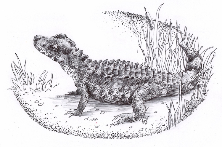 Рисунки крокодилов