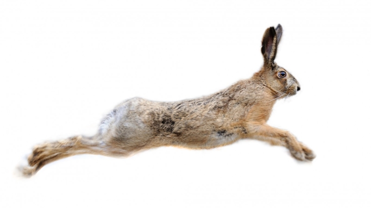 Рисунок заяц в прыжке