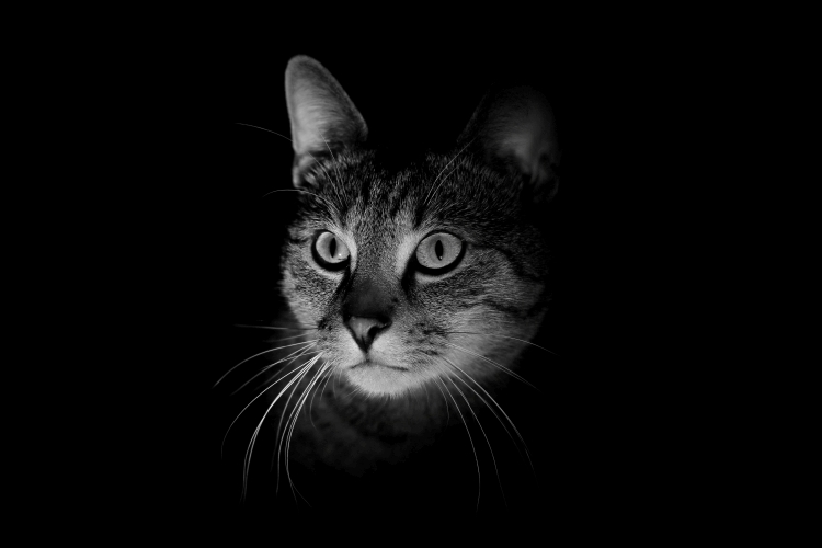 Кошка черно белый рисунок