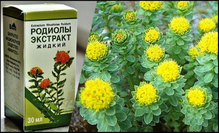Родиола розовая раскраска