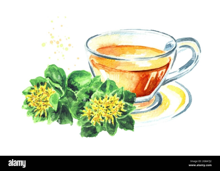 Родиола розовая Rhodiola rosea
