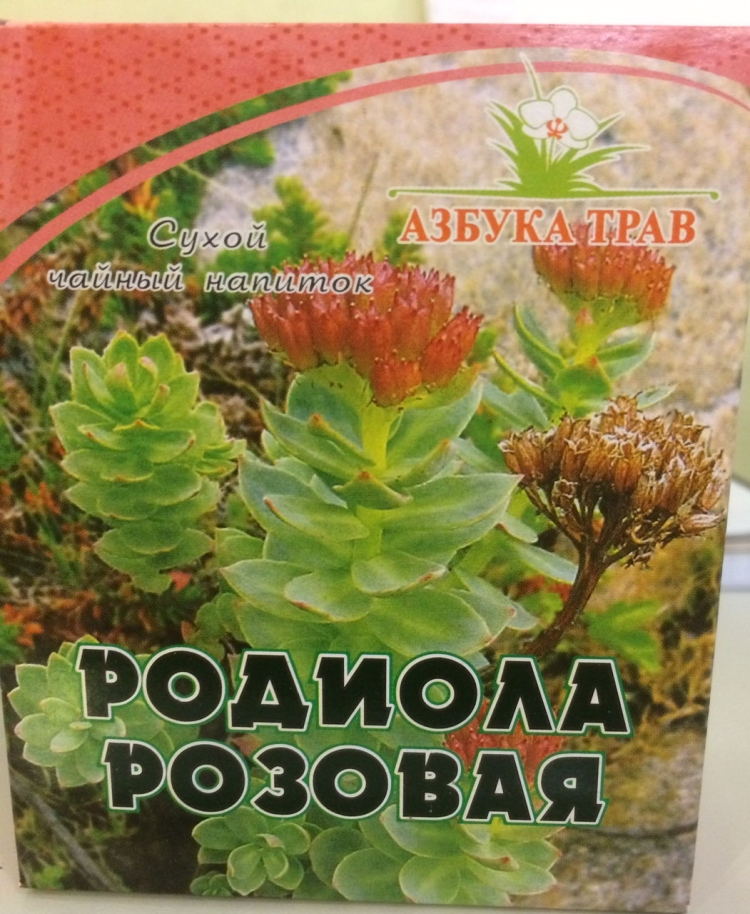 Родиола розовая Ботаническая иллюстрация