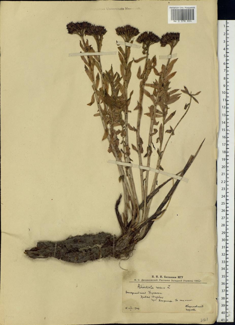 Rhodiola rosea вектор