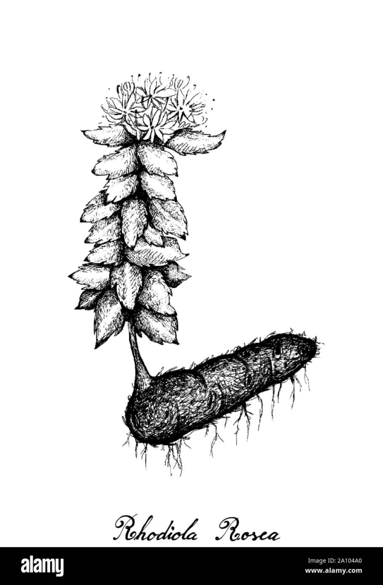 Rhodiola rosea вектор