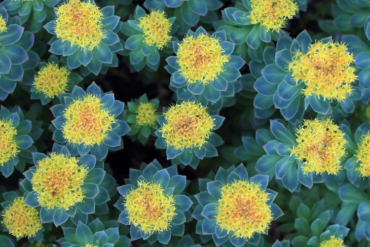 The complete Guide to Adaptogens: from Ashwagandha to Rhodiola, medicinal Herbs that transform and Heal