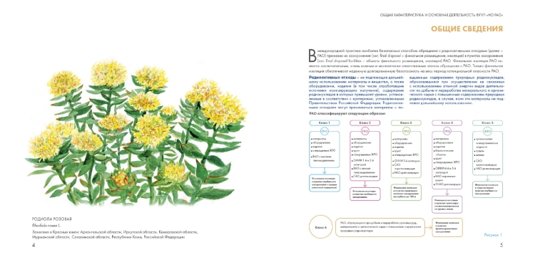 Родиола розовая Rhodiola rosea
