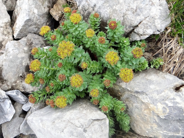 Rhodiola rosea isolated