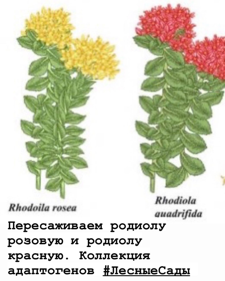 Rhodiola quadrifida