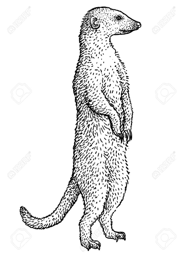Тату сурикат