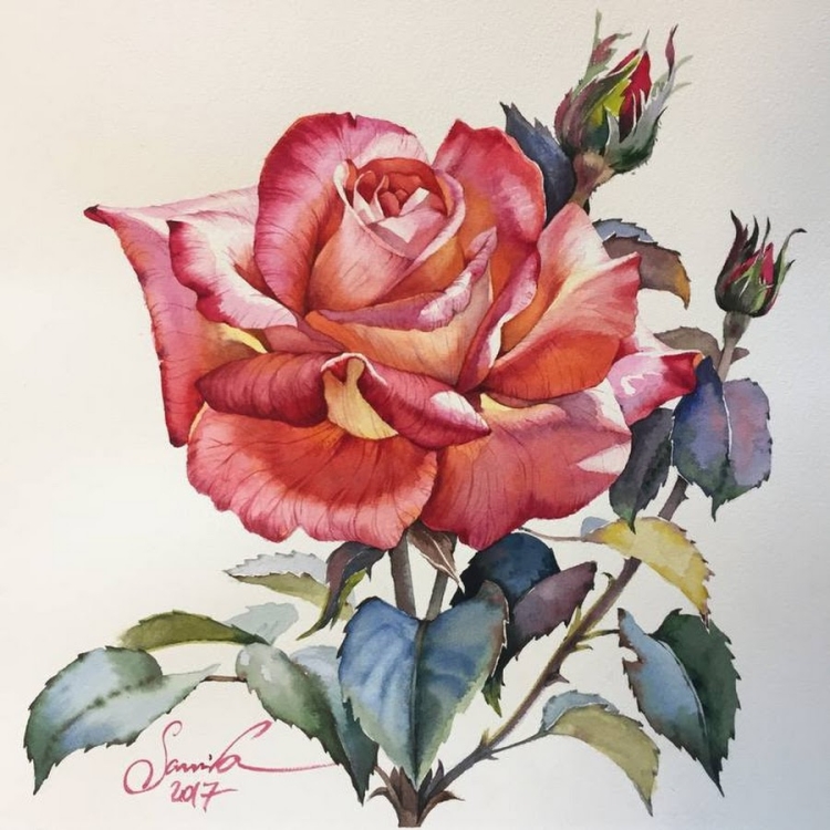 Рисунок розы красками