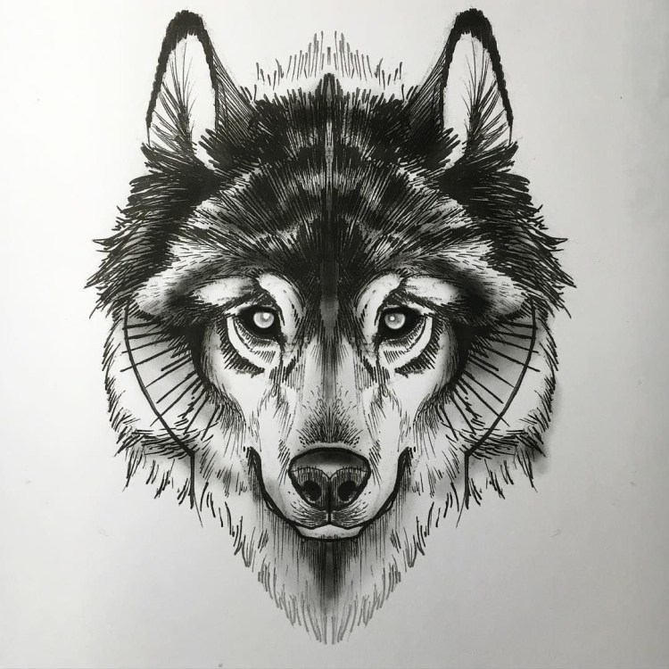 Лицо волка рисунок