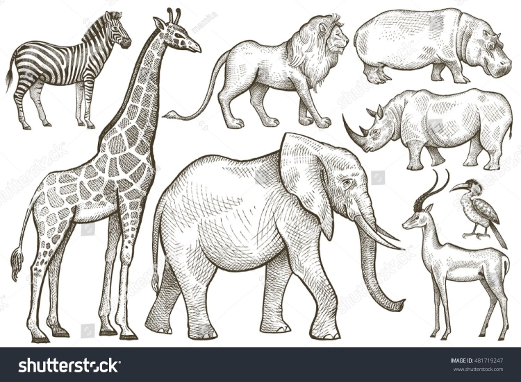 Рисунки животные африки
