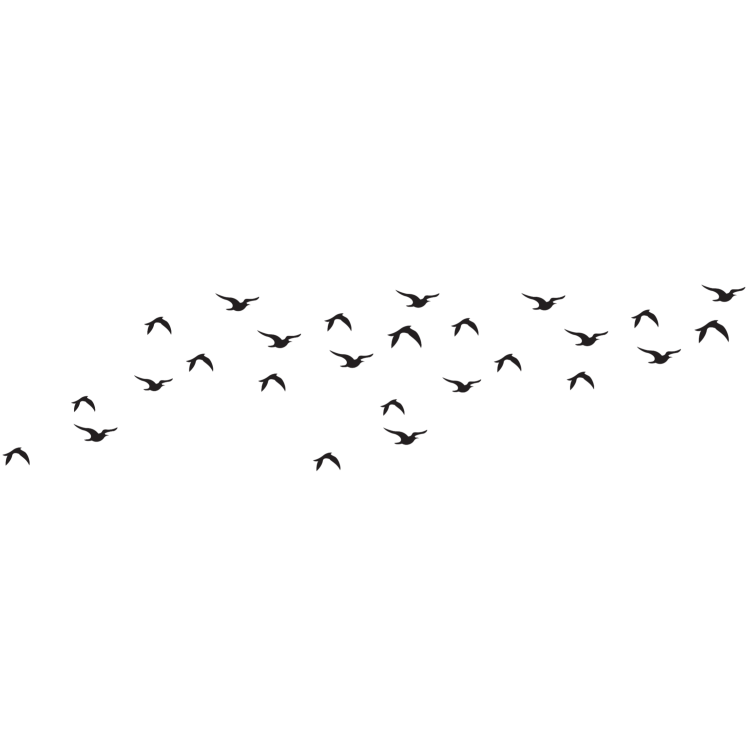 Стая птиц без фона