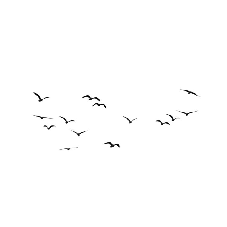 Стая птиц на белом фоне
