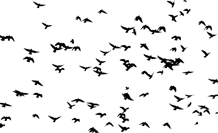 Стая птиц