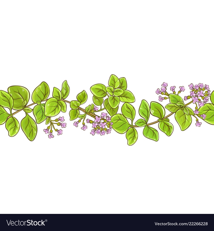 Душица обыкновенная (Origanum vulgare)