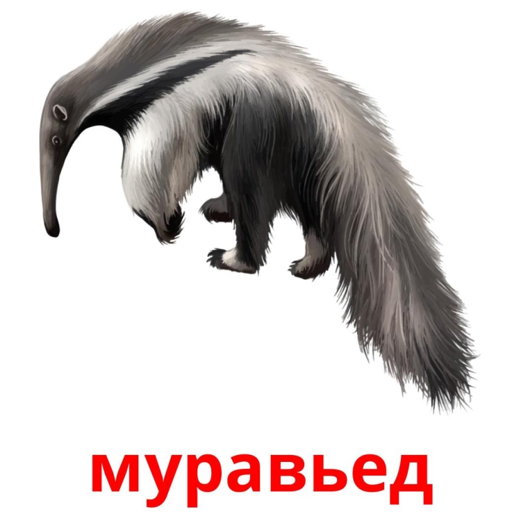 Муравьед рисунок