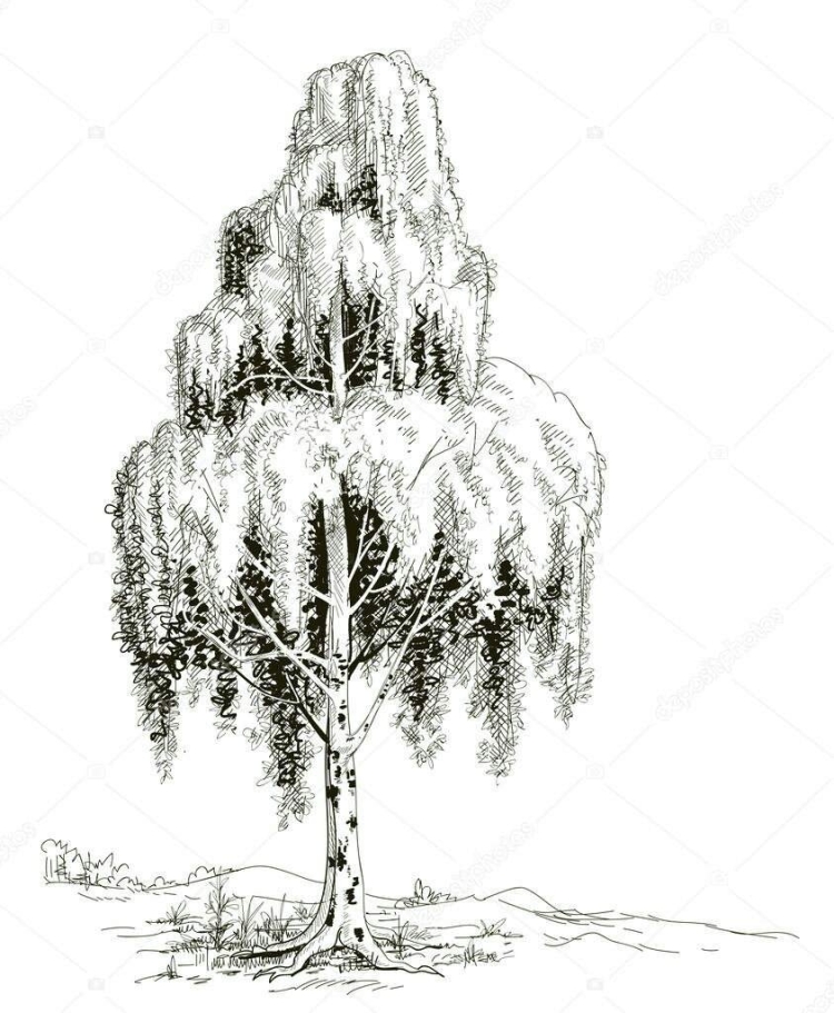 Береза в графике
