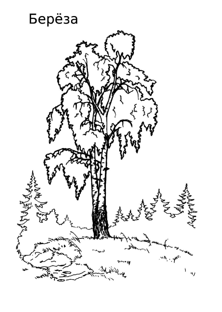 Береза раскраска