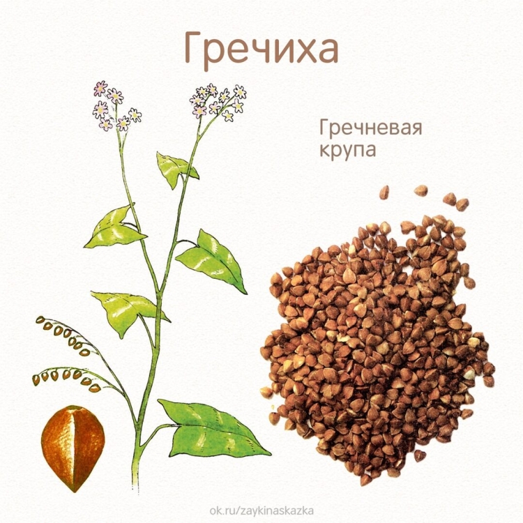 Злаковые растения гречиха
