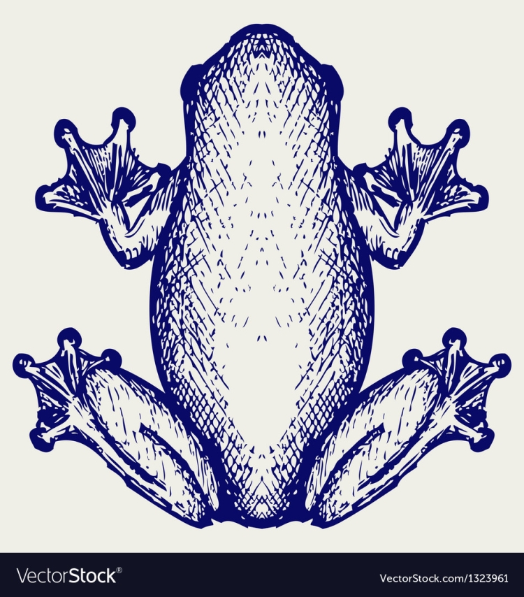 Рисунок лапа лягушки