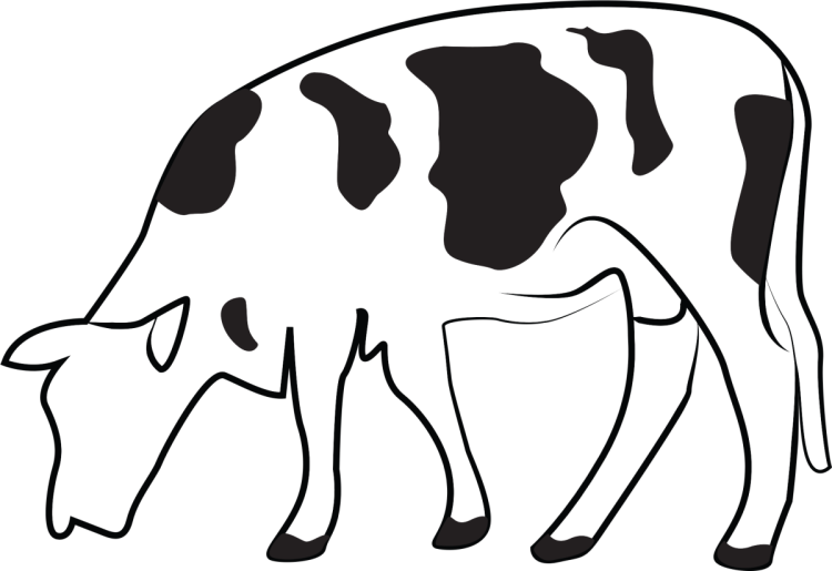Коровьи пятна рисунок