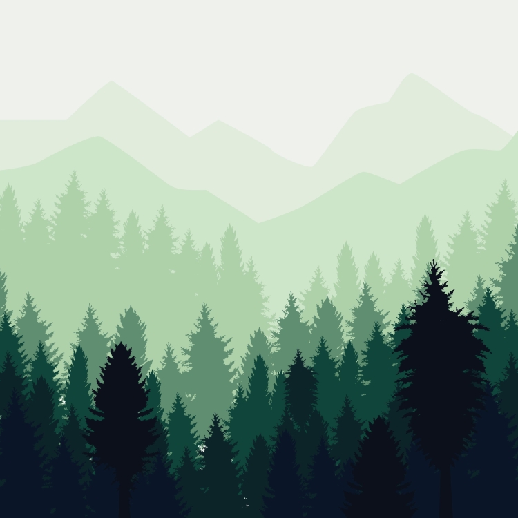 Еловый лес рисунок