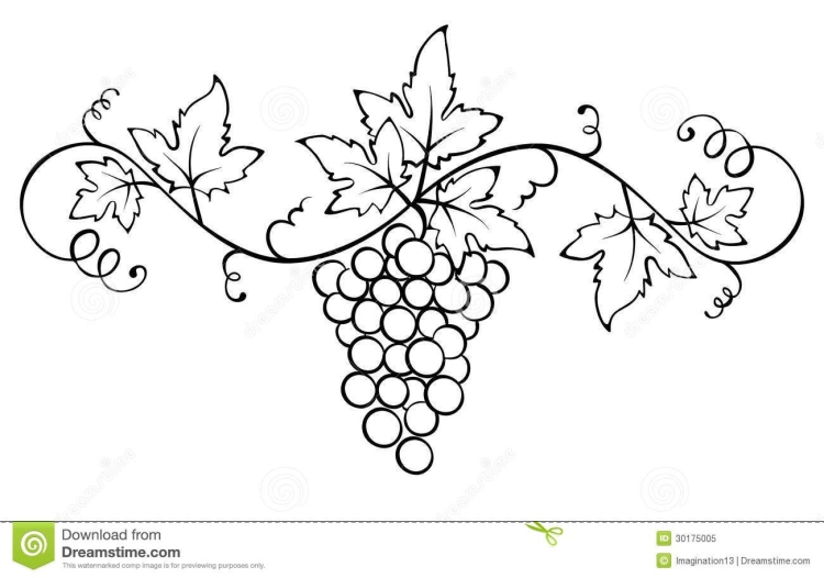 Виноградная гроздь рисунок