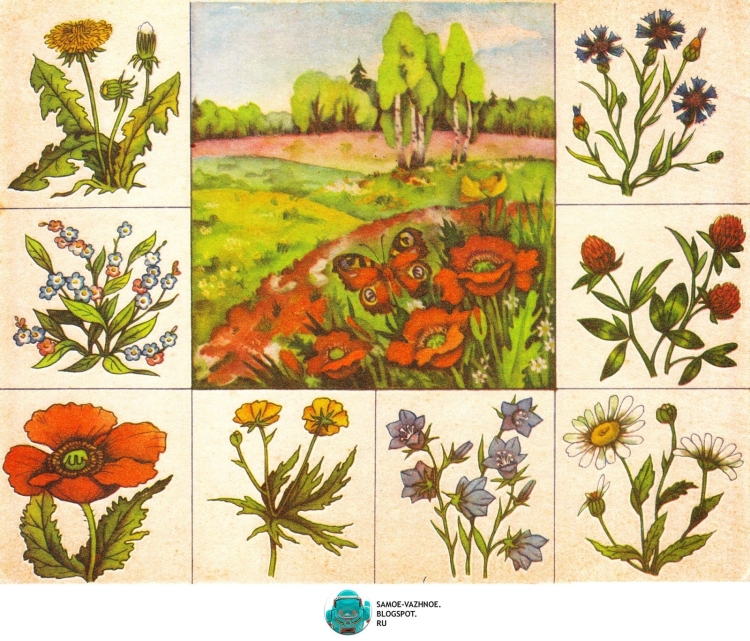 Цветковые растения рисунок
