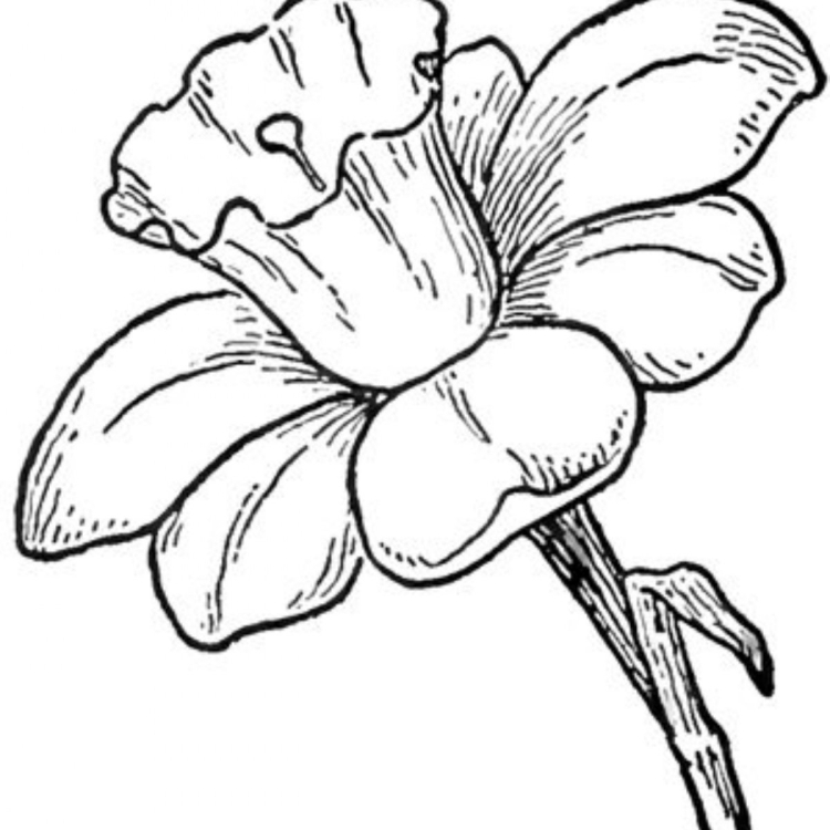 Неизвестный цветок рисунок