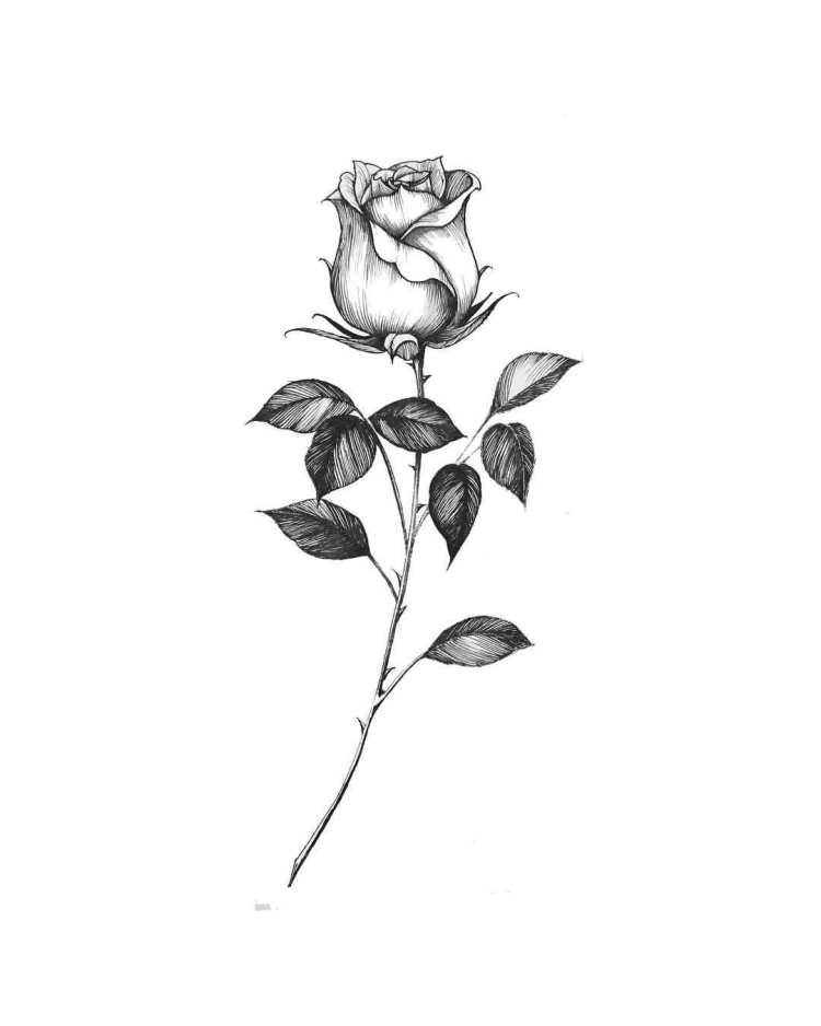Рисунок роза сверху вид