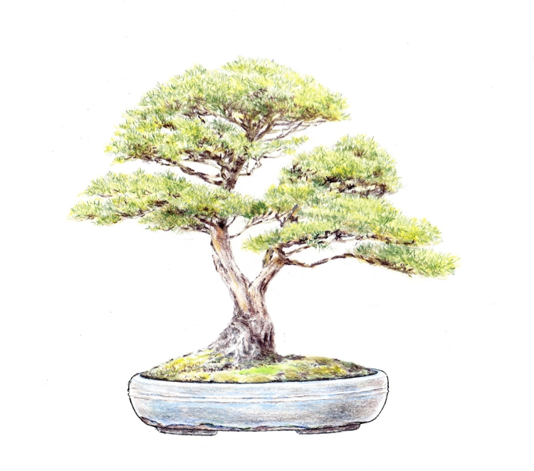 Японское дерево рисунок