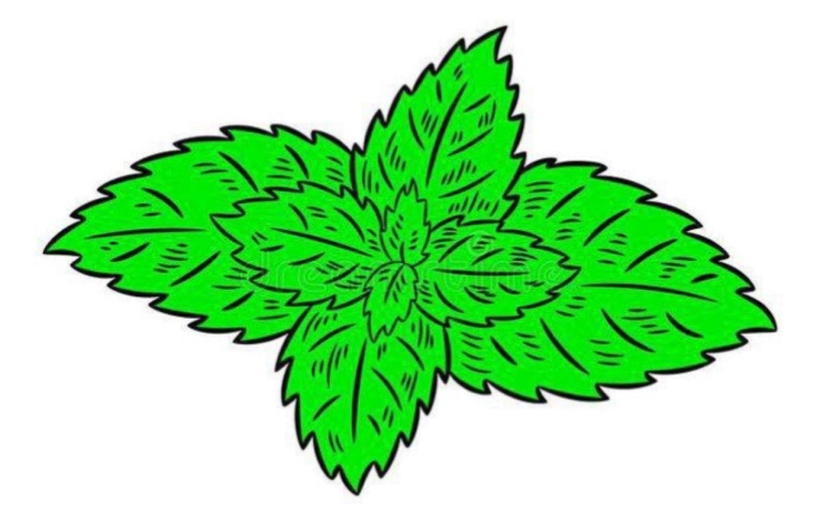 Мелисса лекарственная ГФ