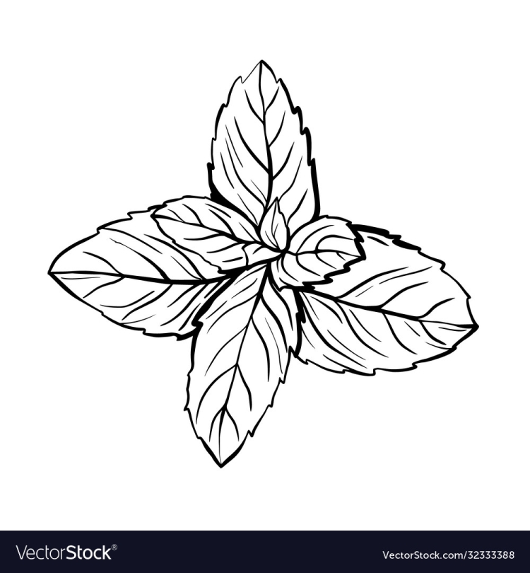 Силуэт Melissa officinalis