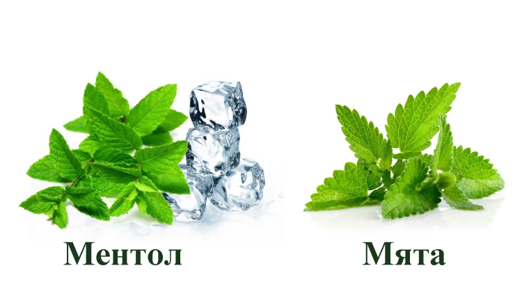 Раскраска листик мяты для детей