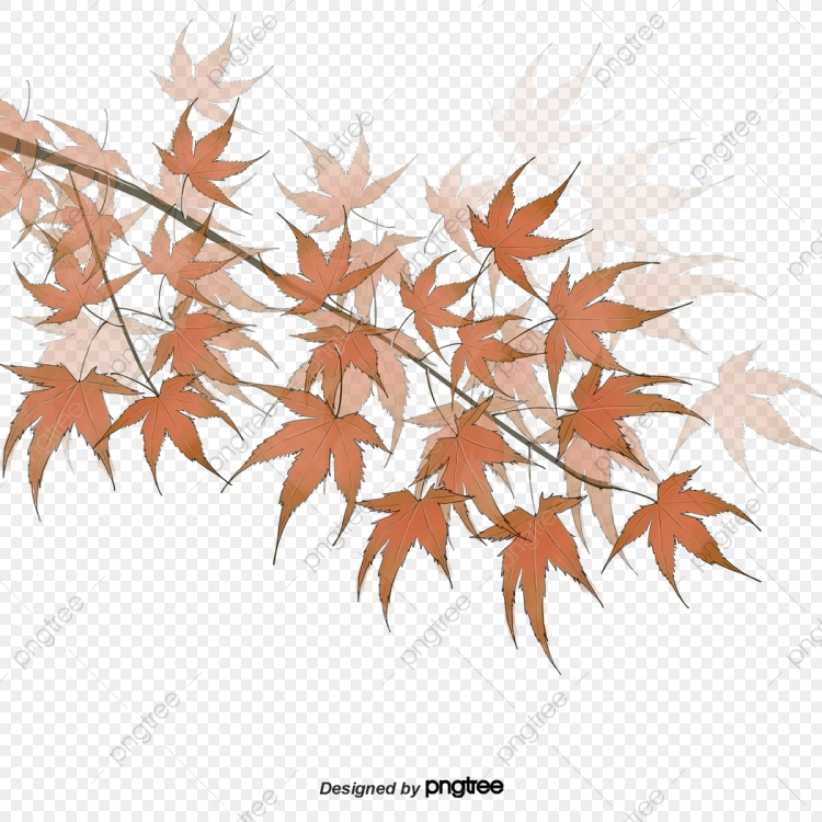 Ветка клена рисунок